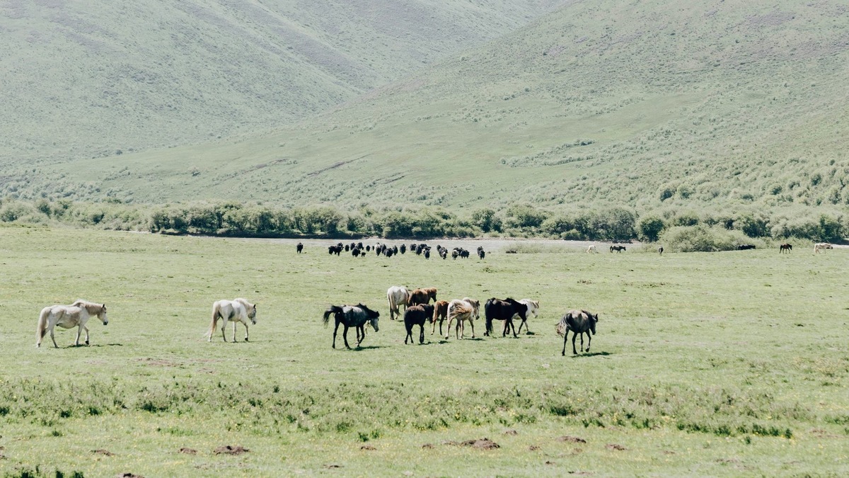    Народы, населявшие монгольские степи, периодически сменяли друг друга, но уже более трех тысяч лет они живут в основном скотоводством.