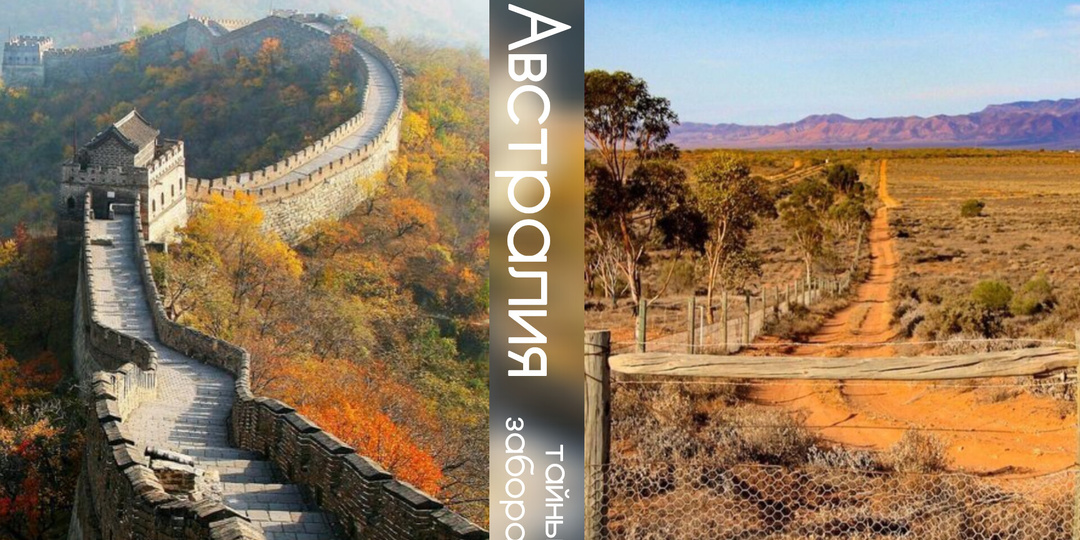 10 фактов, которые доказывают: австралийский забор против динго скрывает больше, чем кажется