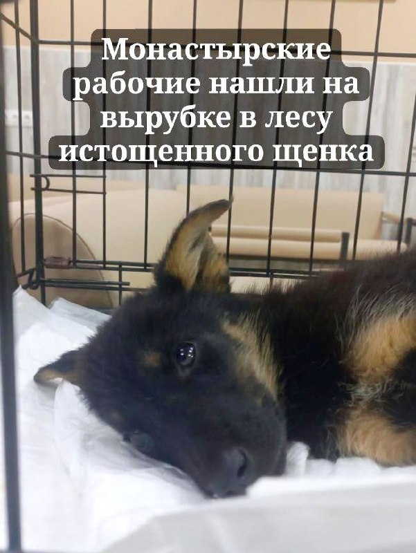 Вот такой тогда была Молли. Фото из архива автора