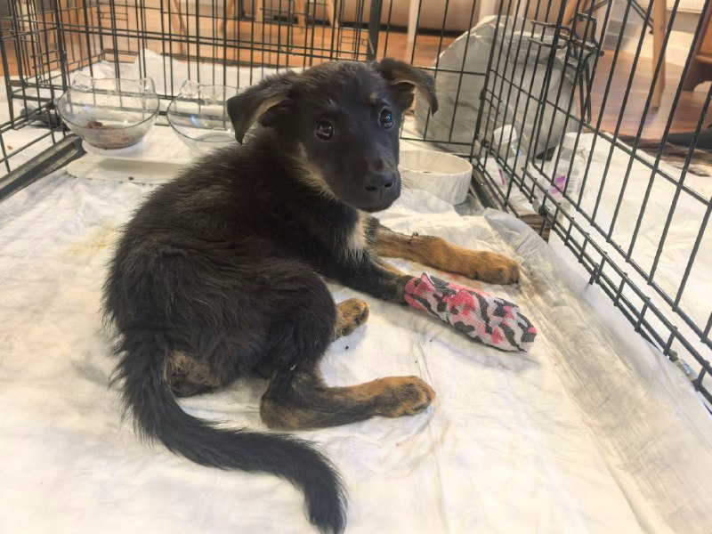 Худюсенькая малюсенькая собачонка. Фото из архива автора