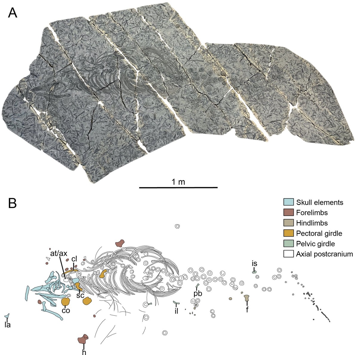    Экземпляр E. mistelgauensis из Музея доисторической эпохи в Оберфранкене на поле битвы белемнитов. Длина окаменелой пластины составляет около 4 м. Источник: Spicher et al., CC-BY4.0