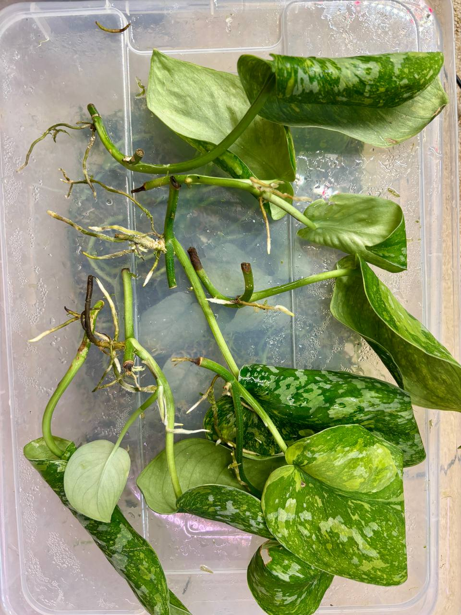 Сциндапсус Батикон. Результат укоренения.