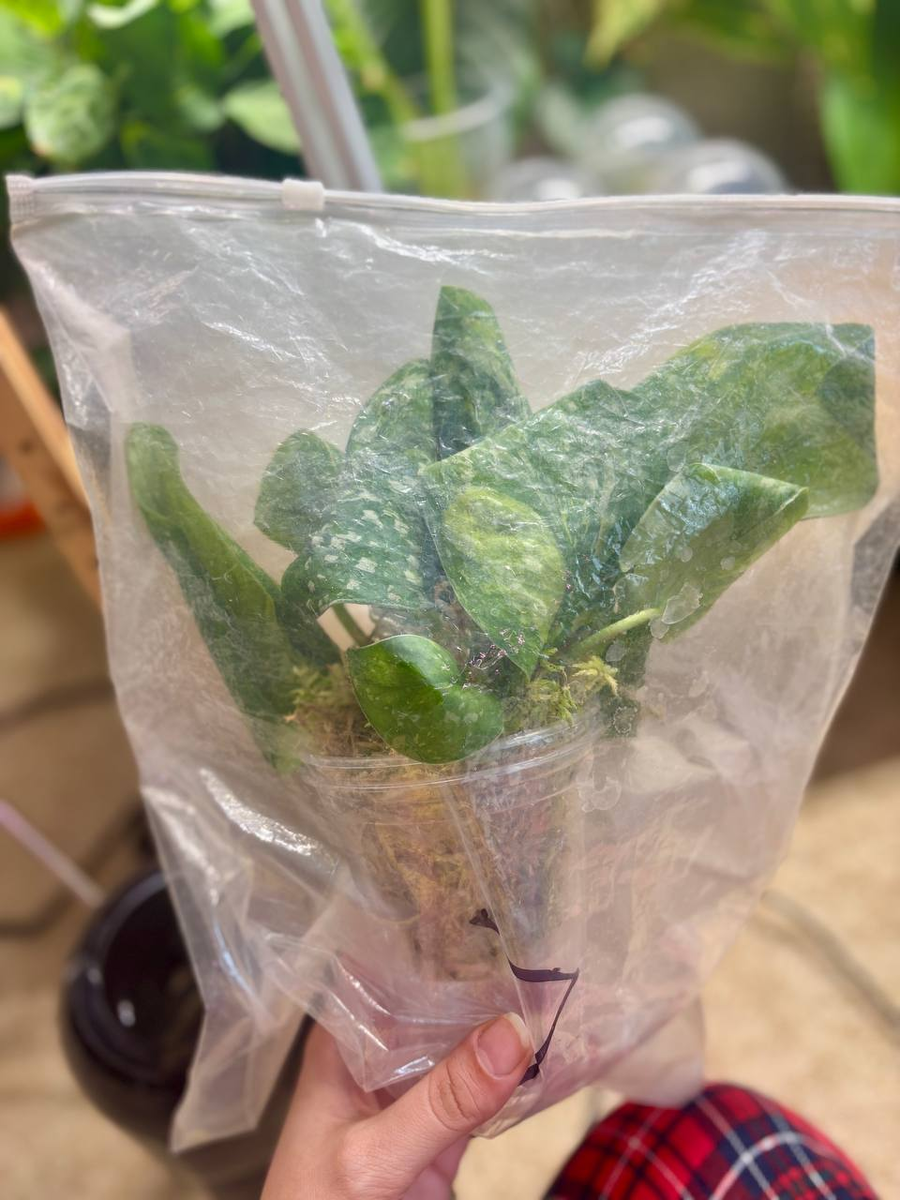 Сциндапсу Батикон на адаптации