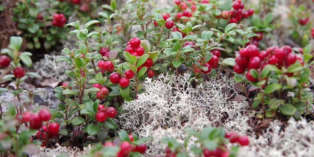 Клюква: королева русского севера