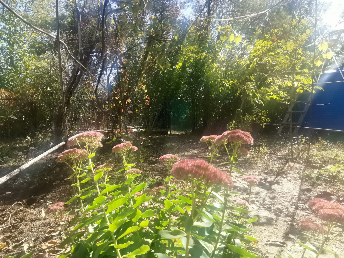 Осенние скупые цветы.