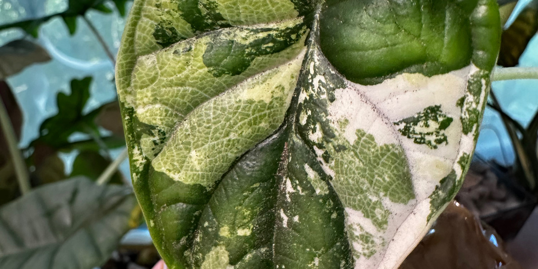 Топ-5 любимых алоказий: зелёные звёзды дома