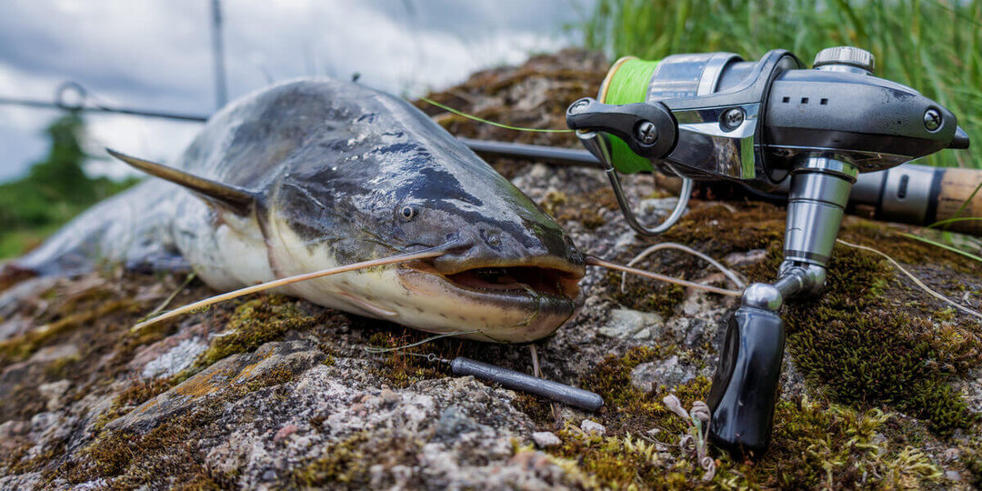 Ловля сома осенью. Особенности поведения и успешные методы ловли