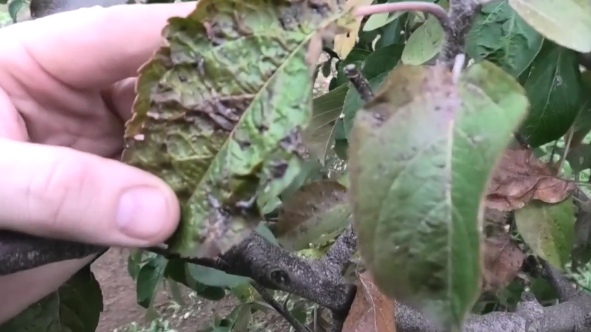 Уничтожаю грибковую паршу в октябре одной обработкой. Системная защита яблонь на весь следующий сезон