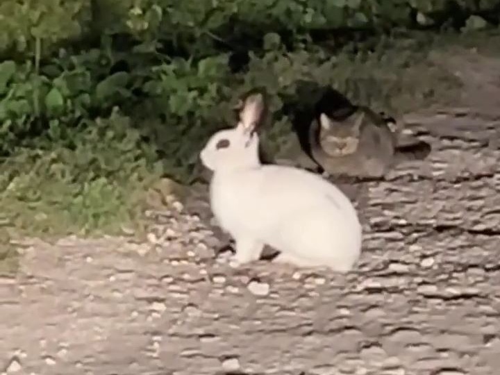 "Ночной дозор": кот и кролик устроили совместную прогулку по Ельцу