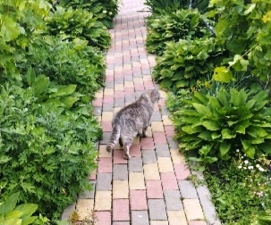 Ушёл на радугу...