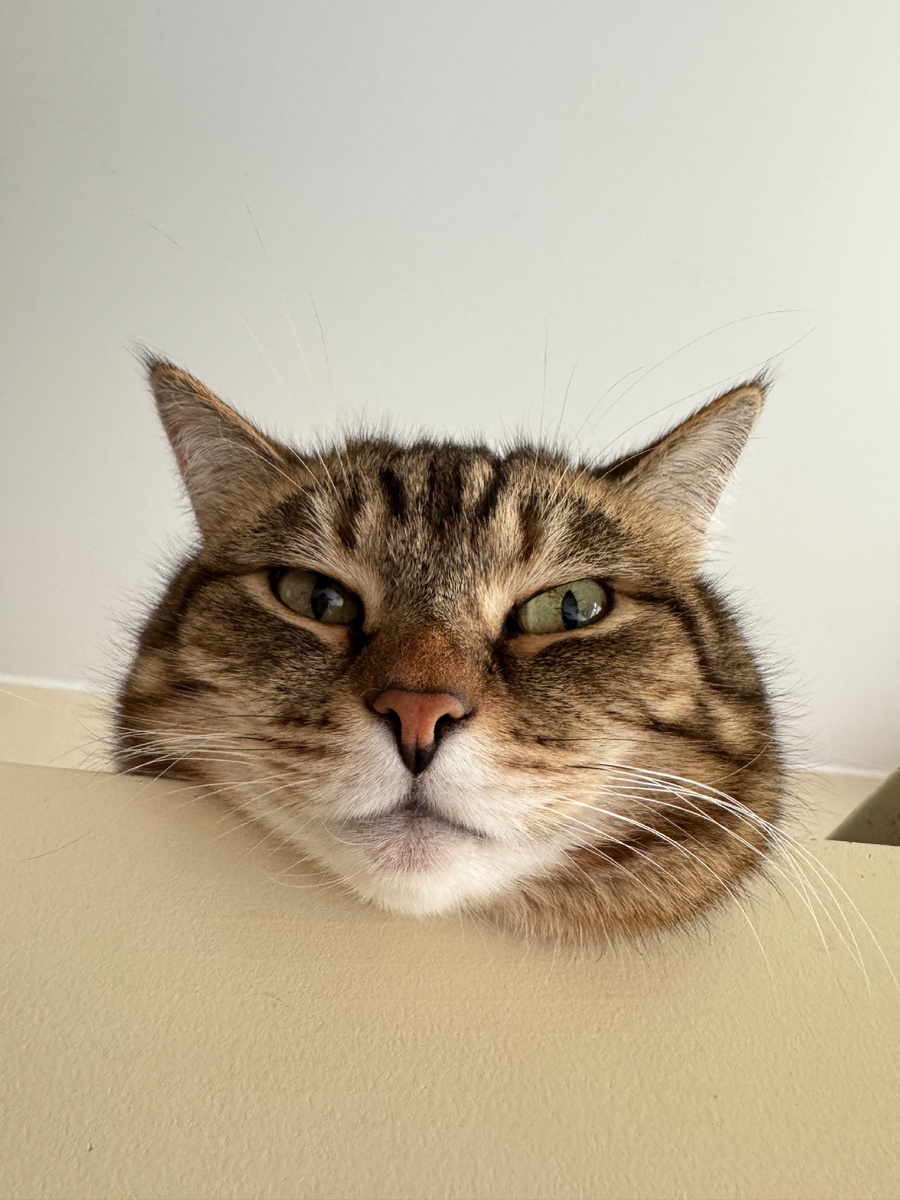 Боня задумалась, а какой же архетип ей больше на ужин еды наложит😆