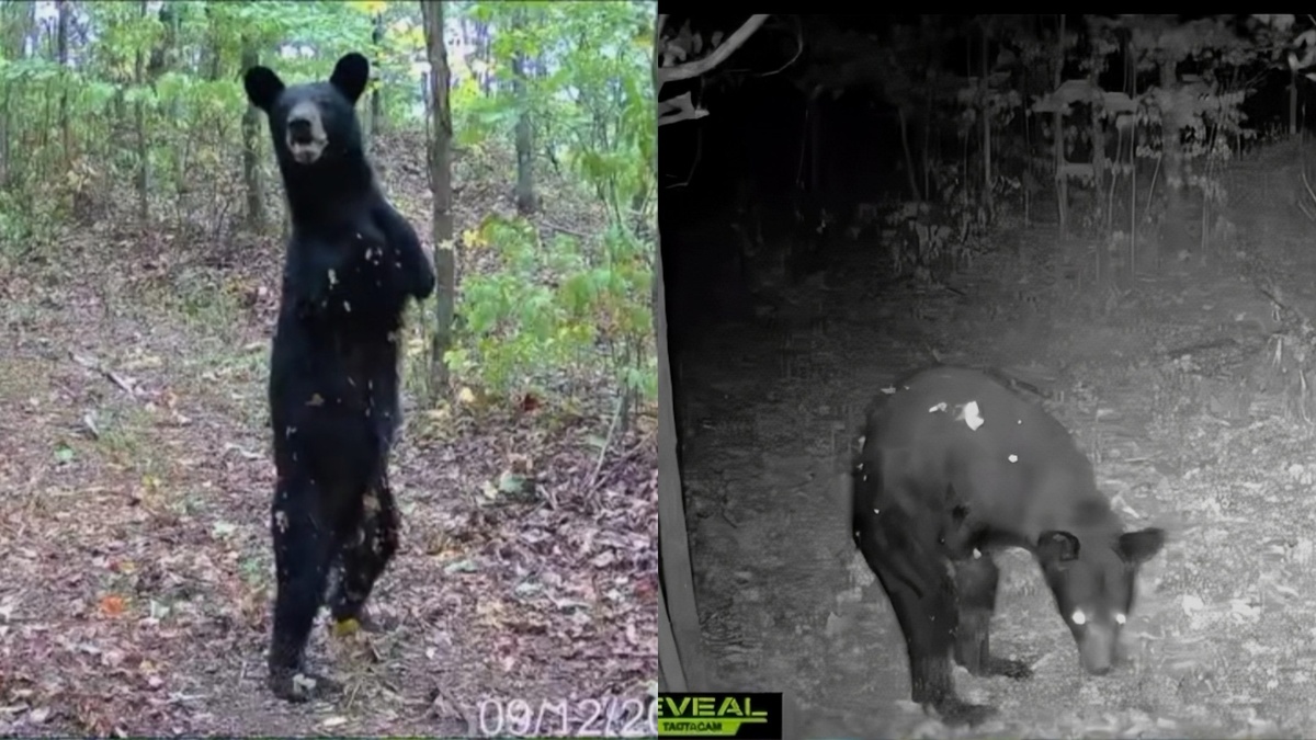 видео с двух камер-ловушек Кирка Прайса