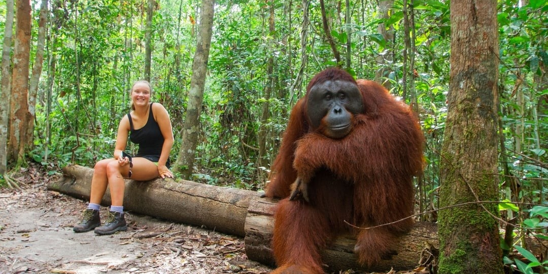 Орангутаны: Единственные обезьяны, у которых есть два вида самцов. Один из них почти не отличается от самки!