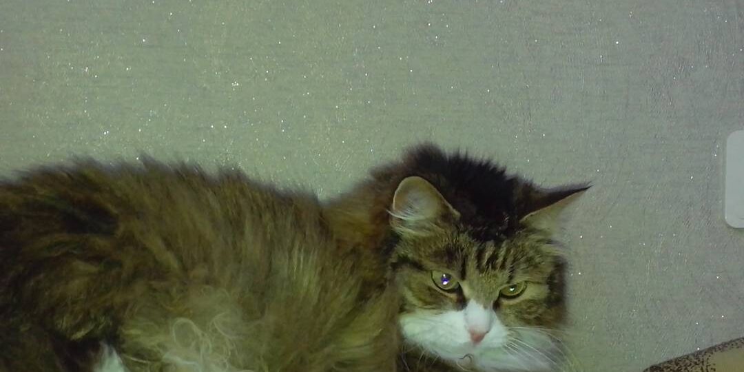 Потеря одного питомца и мистическое обретение другого в тот же день