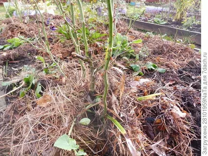 упкрытие роз 