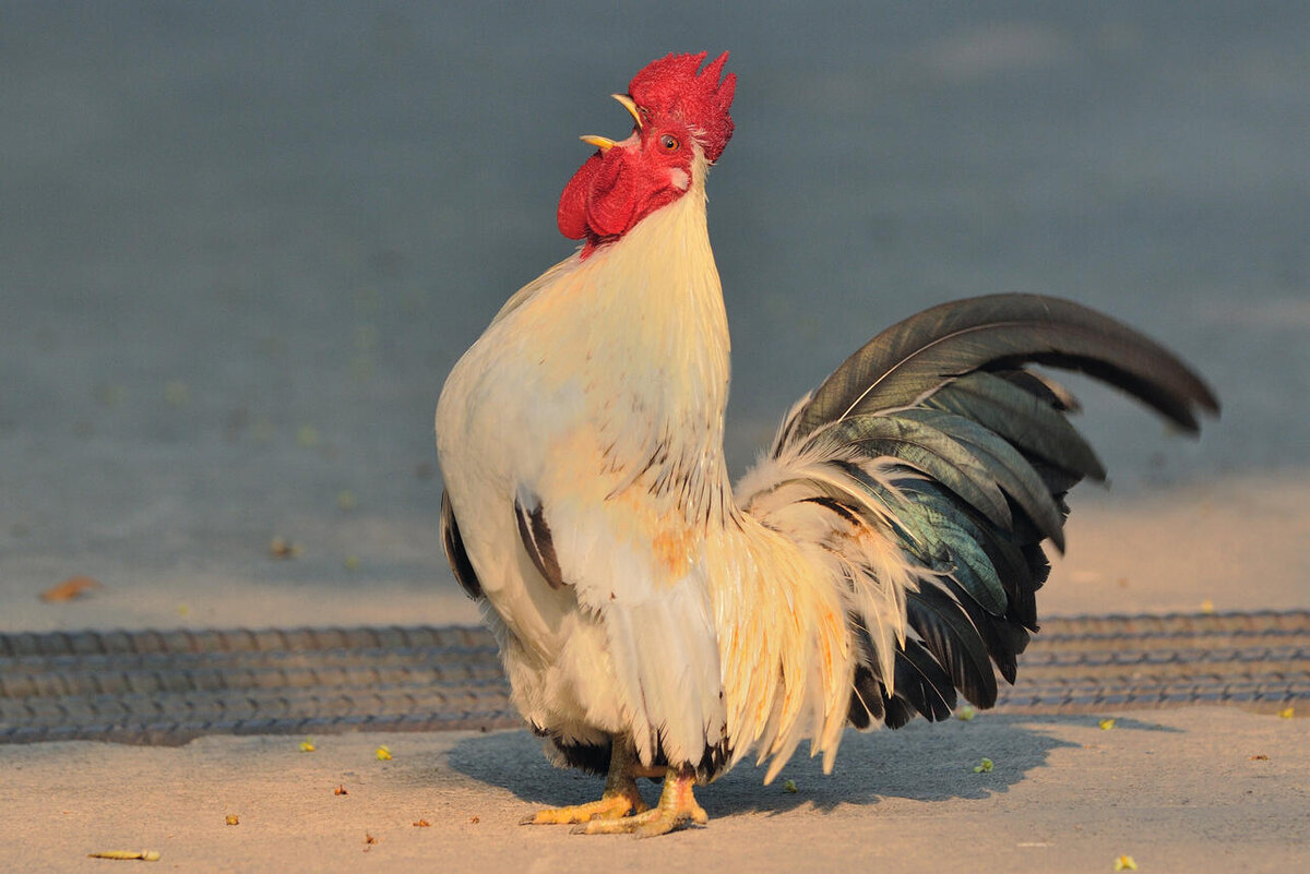    Петух. 123RF/legion-media.ru