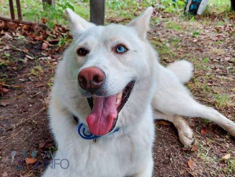    Фото: Амур.инфо