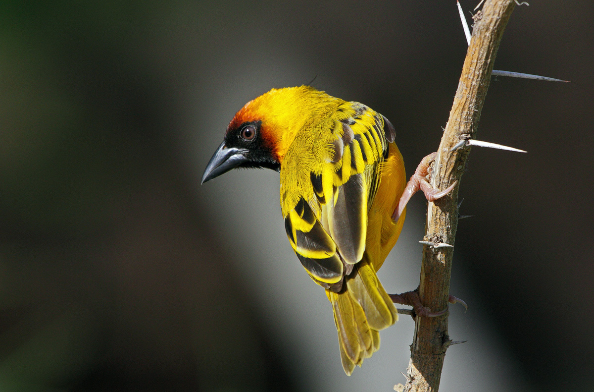 Какое удивление!
В далёкой, жаркой Кении
Живёт любитель пения —
Пернатый, юркий ткач!