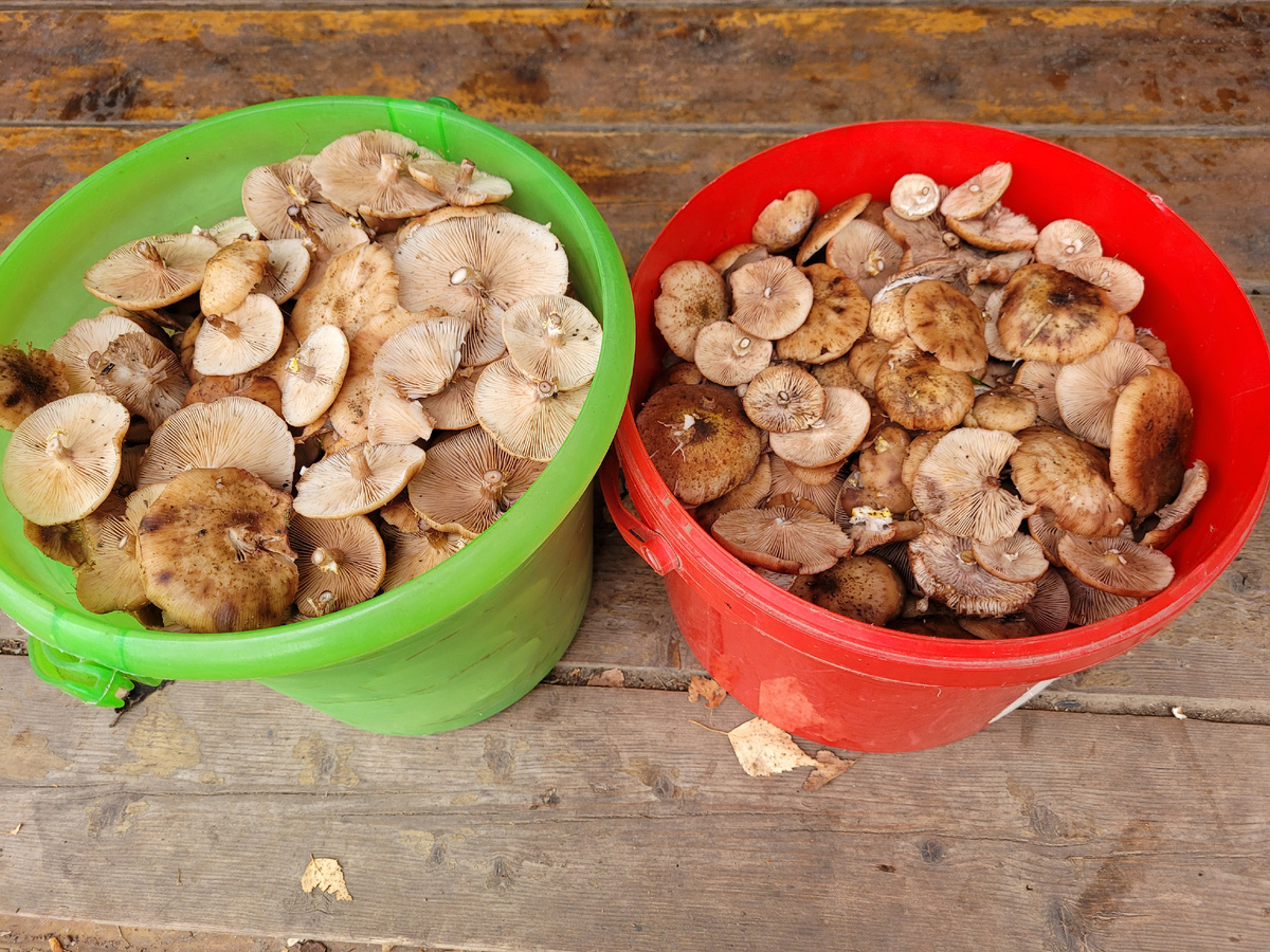 Чищенные грибы для младшей дочери.