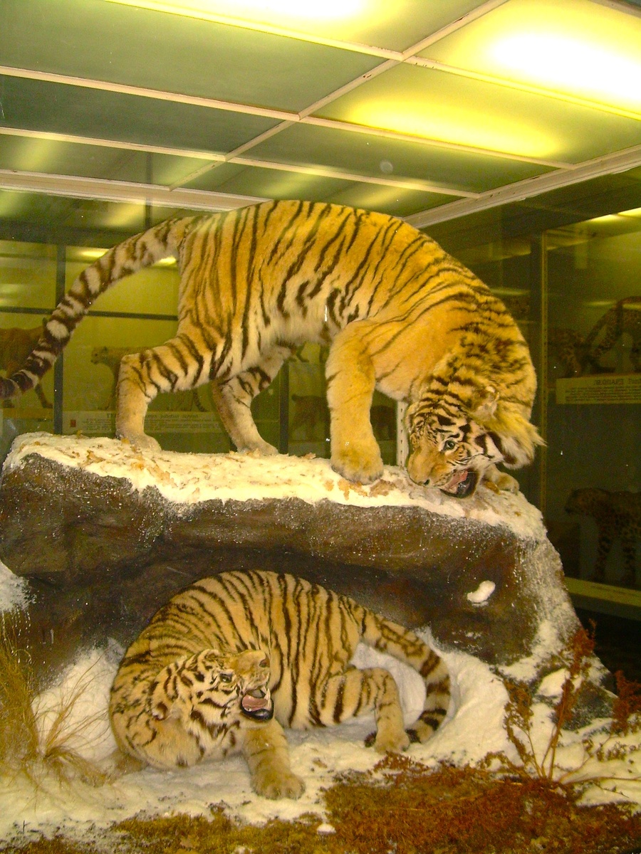 Тигры в Зоологическом музее в Санкт-Петербурге
