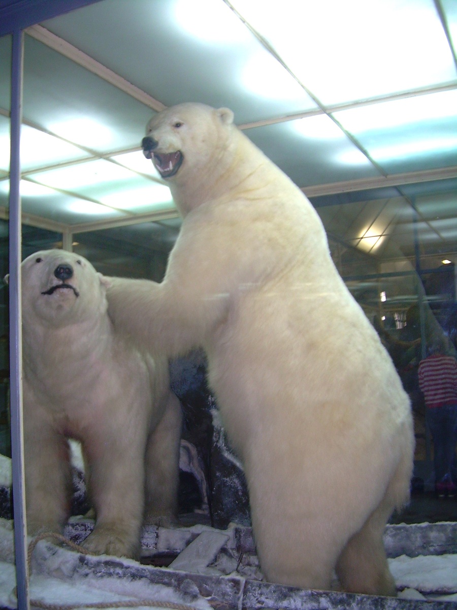 Белые медведи в Зоологическом музее в Санкт-Петербурге