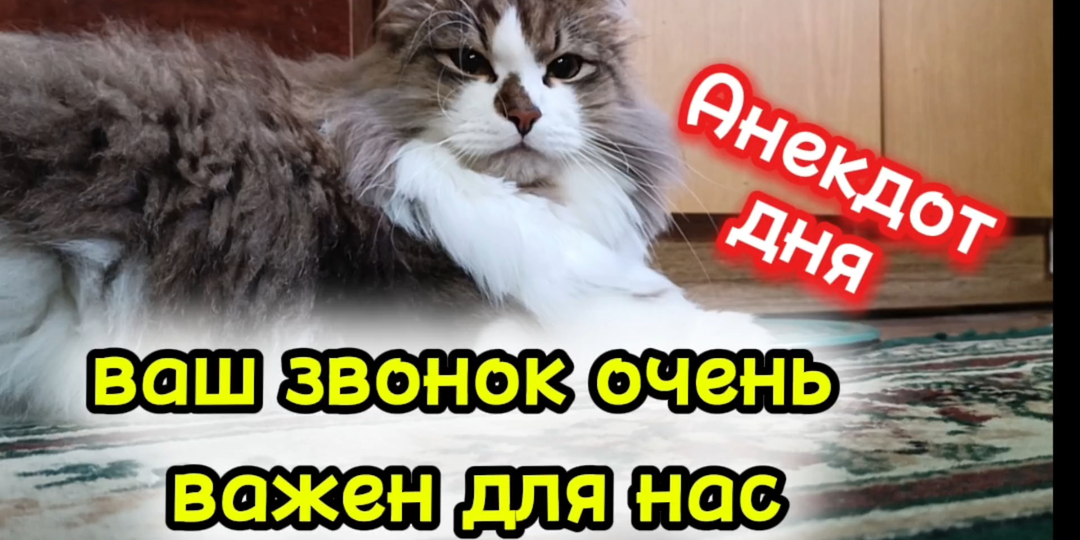 Свежие анекдоты от котика Фили