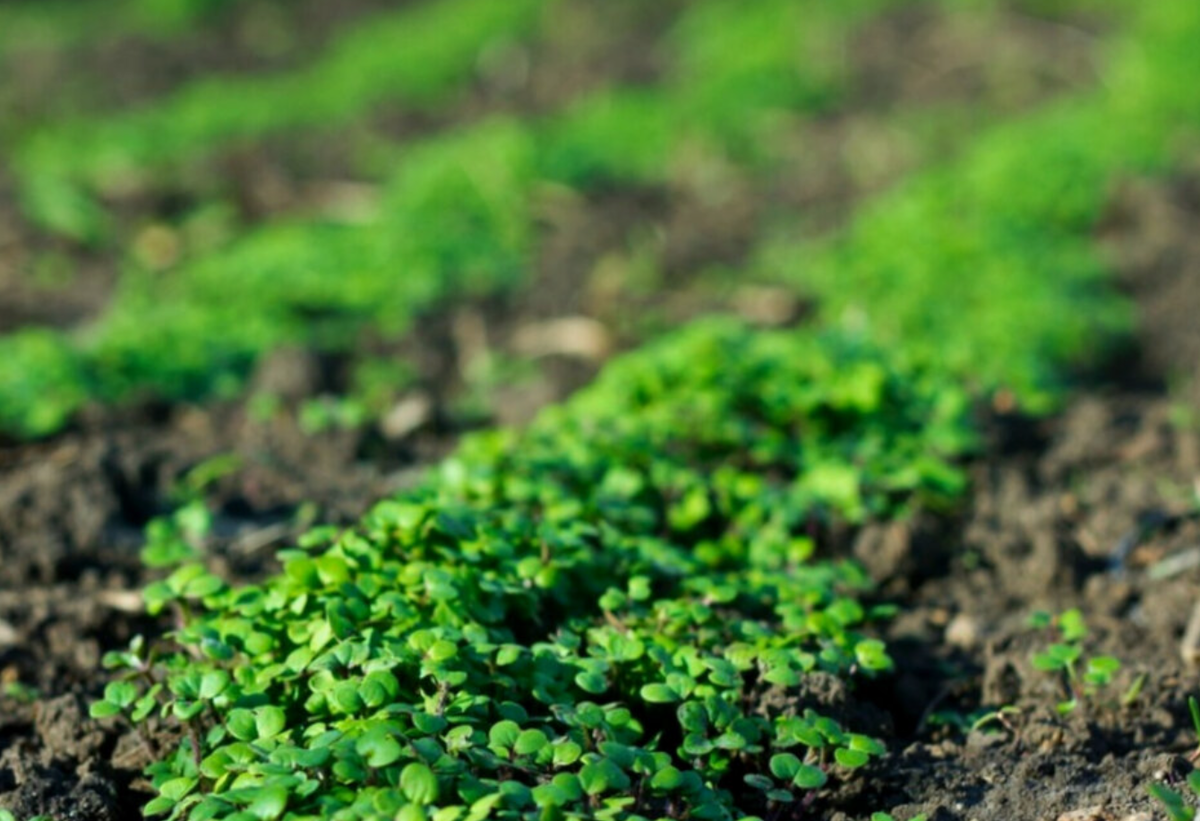 Источник фото: dzen.ru