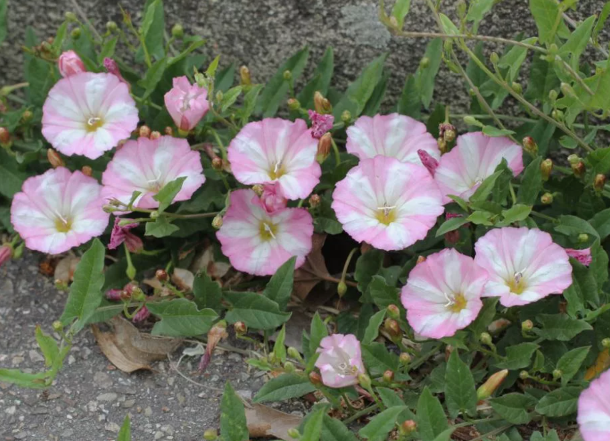 Источник фото: fb.ru