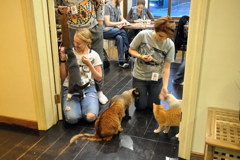    Фото: kotocafe.ru