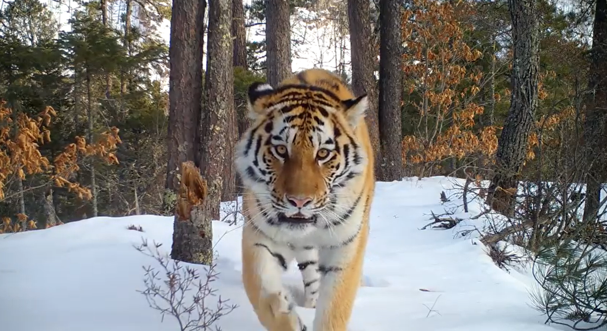 Фото: Сихотэ-Алинский заповедник