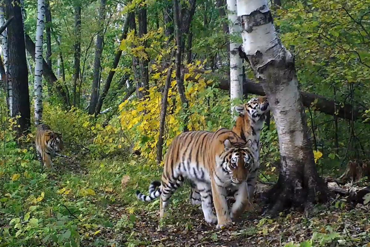 Фото: Сихотэ-Алинский заповедник