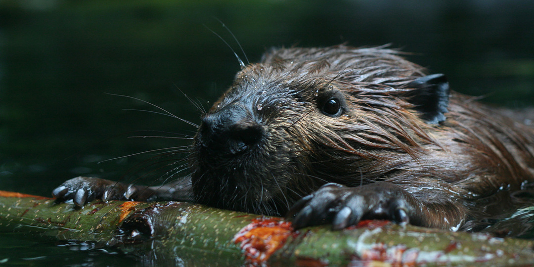 Истории спасения: кого из Красной книги удалось сохранить в России