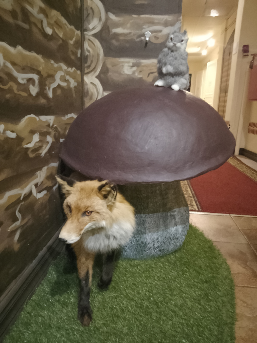 чучело лисы настоящее