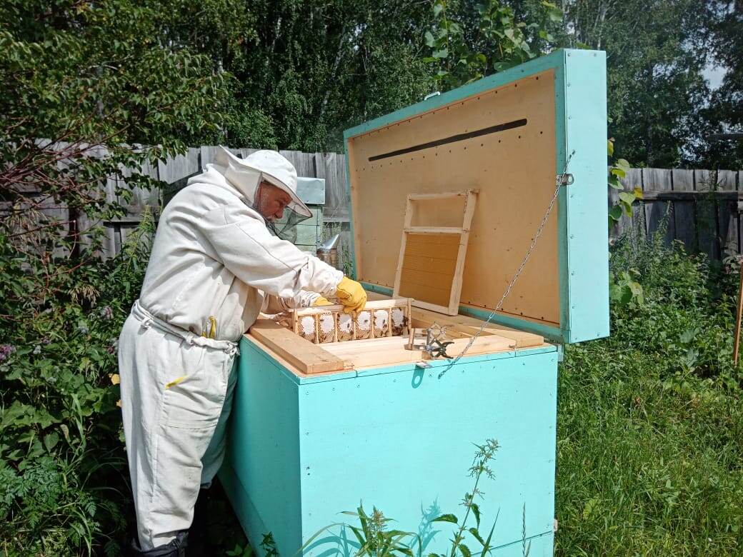 Рамка с секционным мёдом 