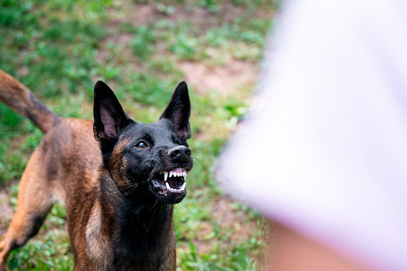    Shutterstock/FOTODOM