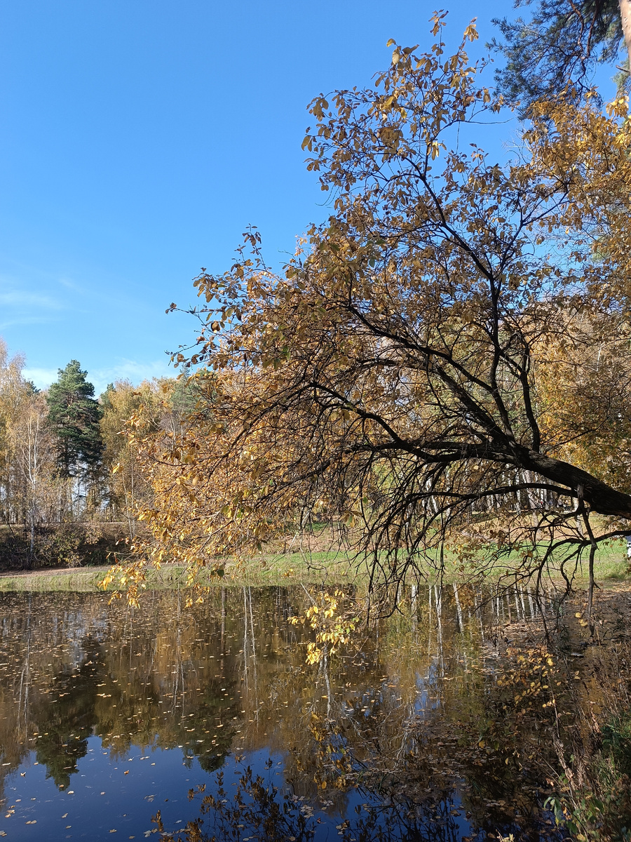 Осень на пруду. Автор фото: Берест Николай. Для канала «Удачный день»