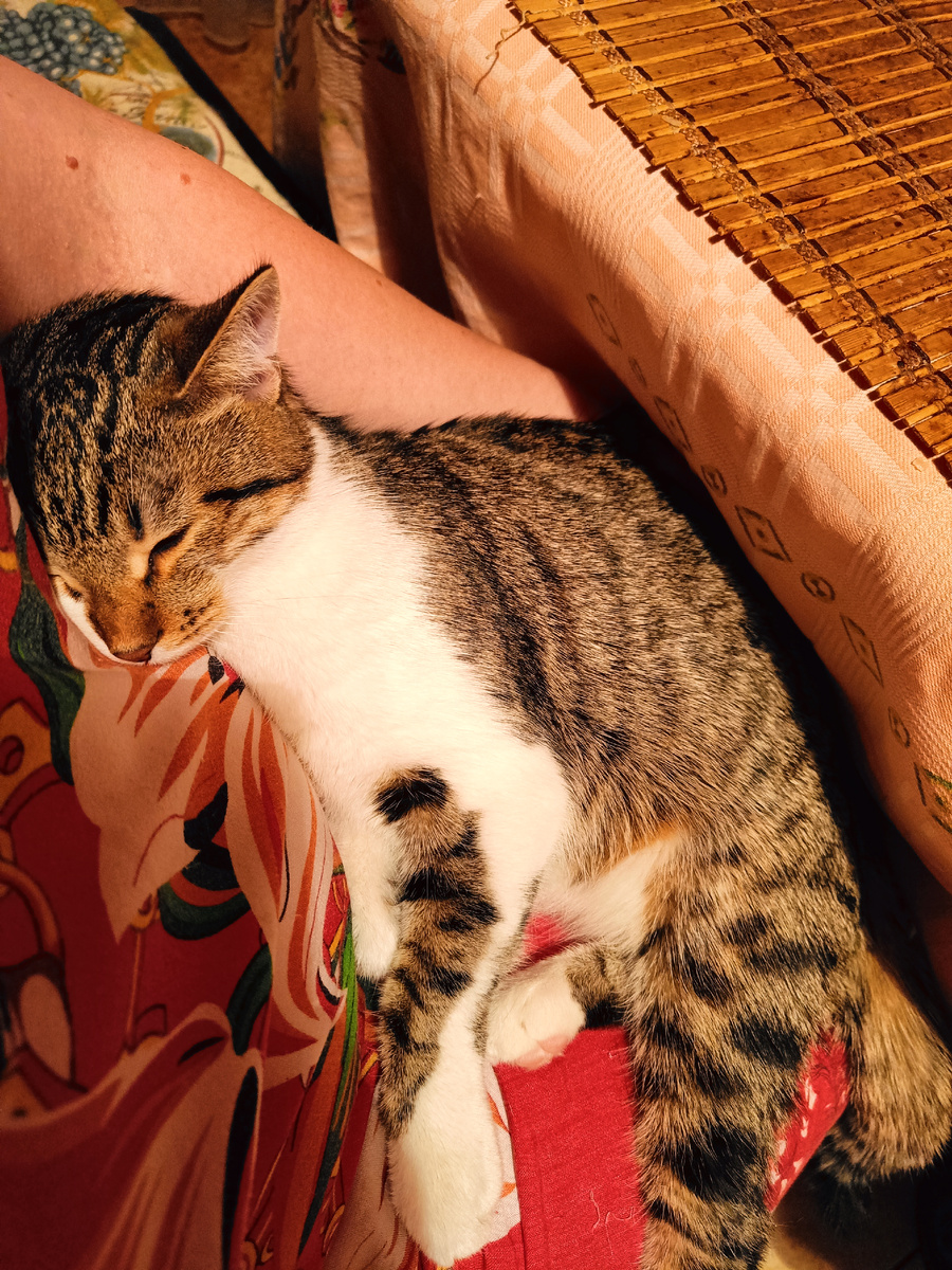 Пришел ко мне Бережок, чтоб пожалела его, да и уснул-пригрелся