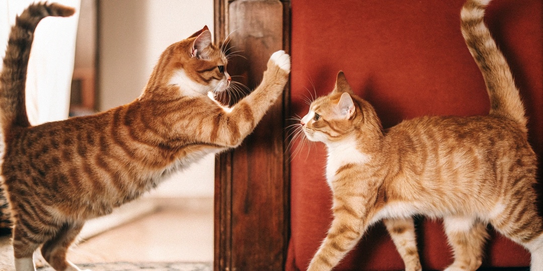 Кошки дерутся каждый день, но ветеринар сказал - это любовь. Вот как отличить