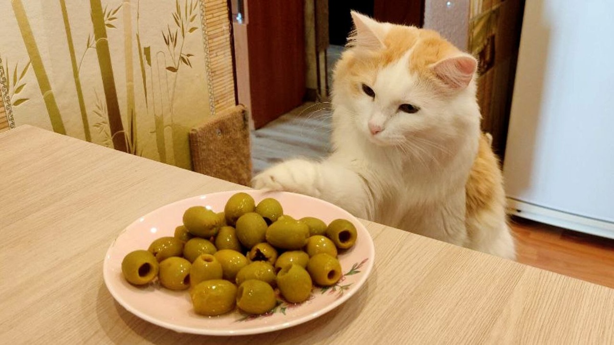 Это еще что? Такой новый корм?