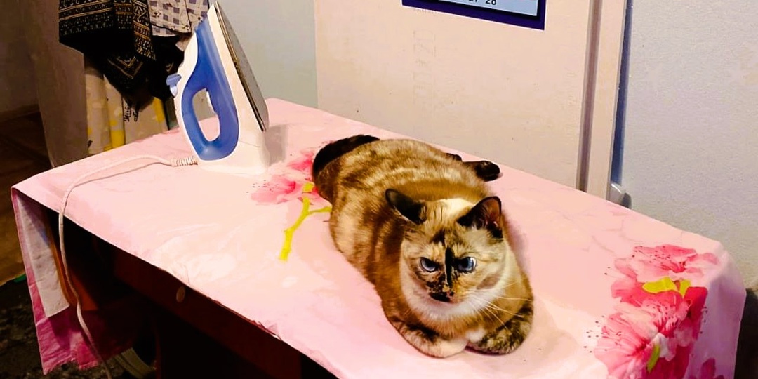 Сразу видно - в доме живет кот. Топ-10 привычек кошатников, которые трудно отрицать