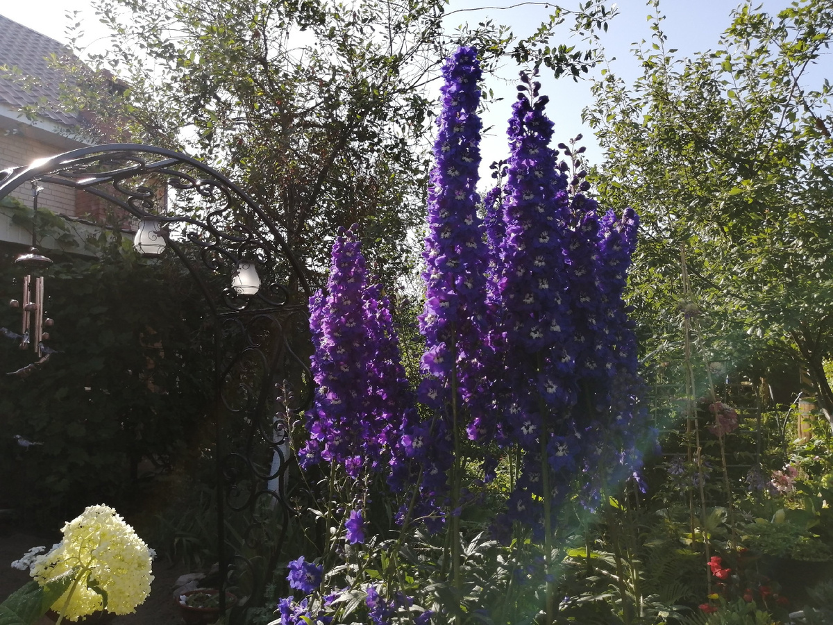 Дельфиниум. Не стена, так хотя бы куртина