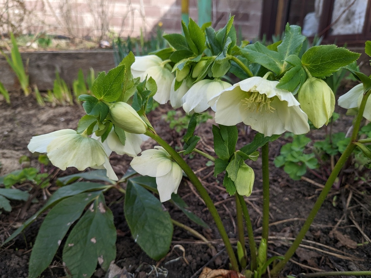 Здесь у морозника хорошо видно старый перезимовавший лист, цветоносы и два почкки с молодой листвой, которая развернется после цветения