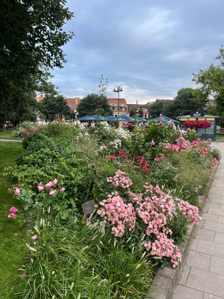 2. San Ant: цветы Вильнюса (лето-2025). Фото несколько >>>