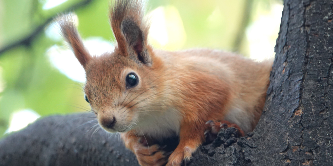 Несколько фотографий белок