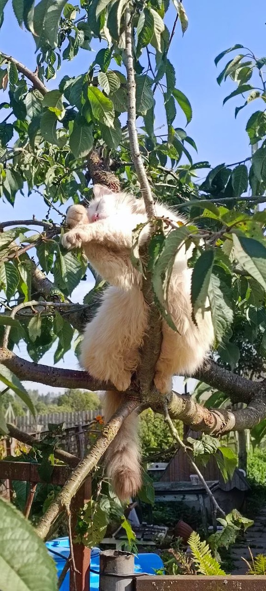 Наш попугайчик