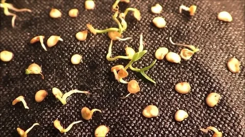 семена перца