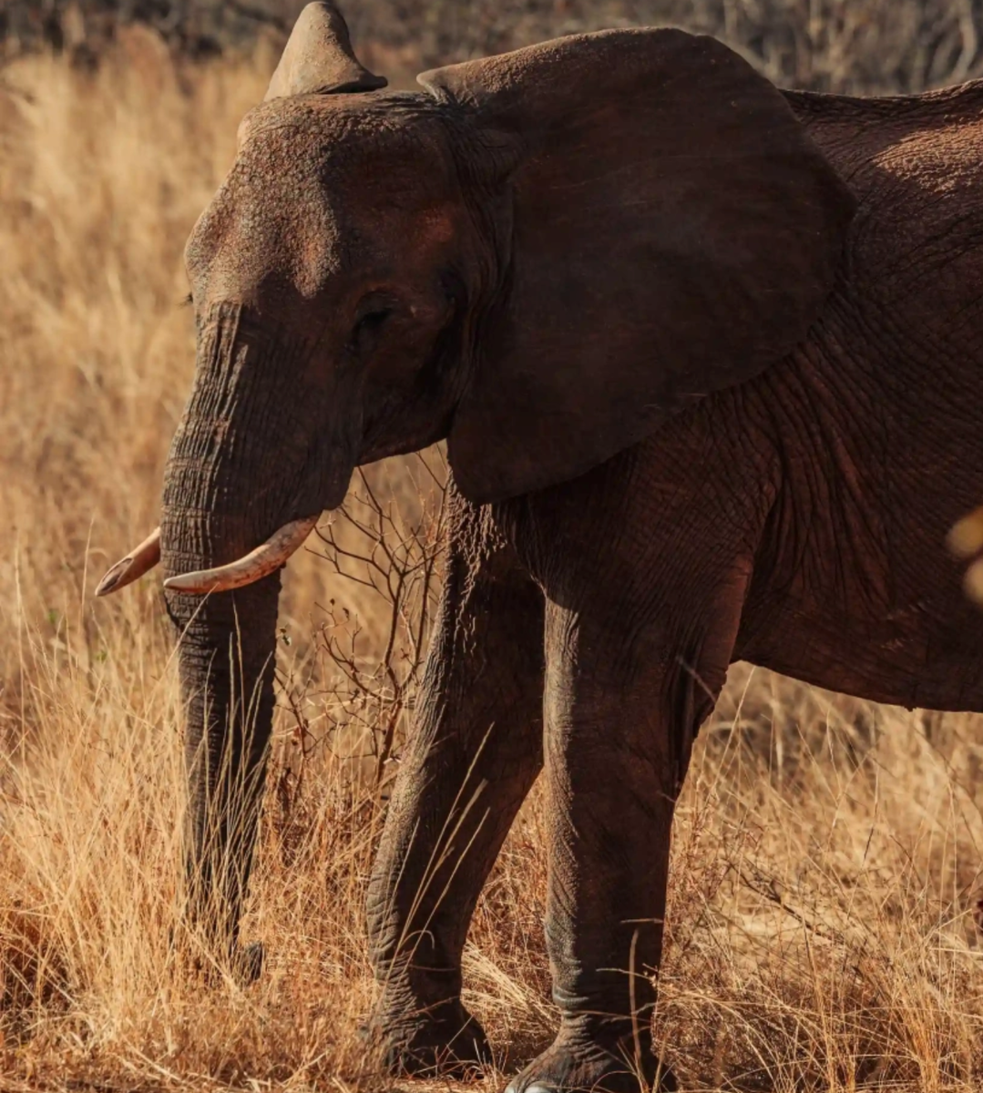 Африканский слон в своей естественной среде обитания