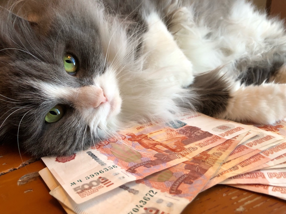    Какие знаки подают кошки перед приходом в дом большой беды - эх, если бы я знала это раньше