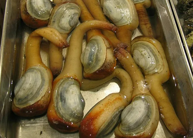 Сифон – это вот такой длинный орган, который даже не может полностью поместиться в раковину моллюска.