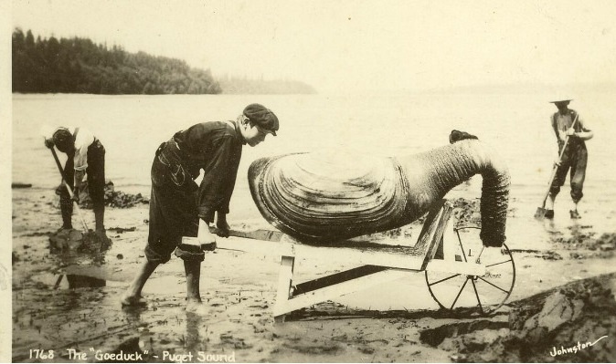Эту фотографию можно встретить во многих публикациях в сети интернет. Но лично я уверена, что она является результатом современного фотошопа. (Один автор пошутил, а другие начали тиражировать эту шутку). Все мои попытки найти первоисточник данной фотографии не увенчались успехом. Да и если рассудить здраво, гуидаки не могут вырасти до такого размера. Самым крупным двустворчатым моллюском является тридакна, имеющая длину раковины до 120 см.